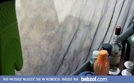 Lwy zlizujące wodę z namiotu