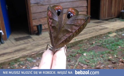 Pięknie prezentujący się...