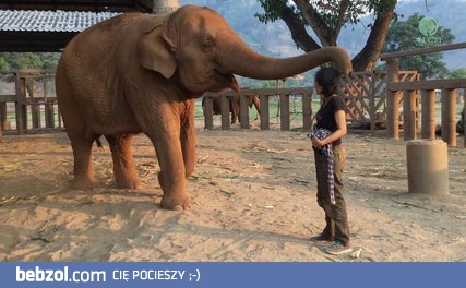 Słoń zasypia po tym jak opiekunka zaśpiewała mu kołysankę