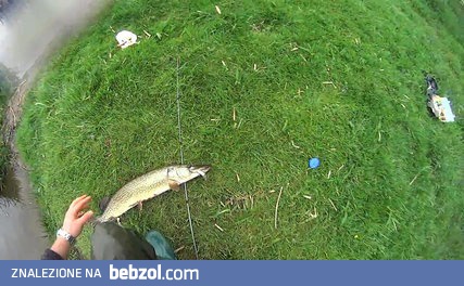 Wiosenny szczupak uciekinier - 75 cm