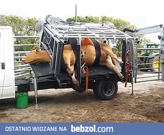 Mućka u kosmetyczki