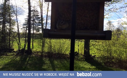 Gryzoń przyłapany na gorącym uczynku...