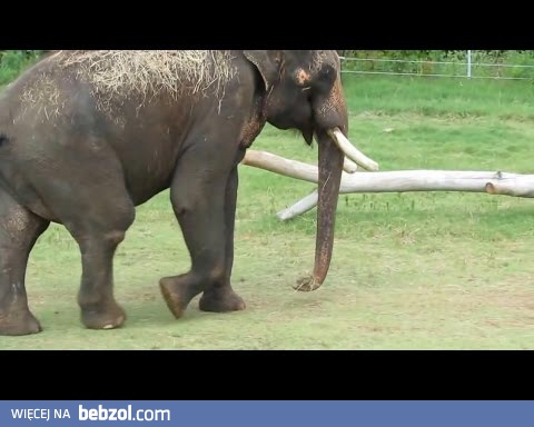 Słonie mogą dowolnie poruszać własnym penisem