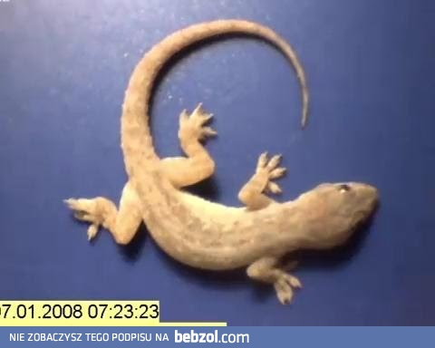 jak mrówki w ponad 36 godzin rozebrały martwego gekona