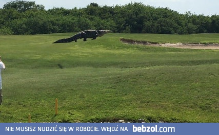 Ogromny Aligator na Florydzie