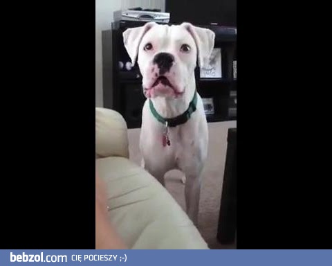 Polowanie na kropkę