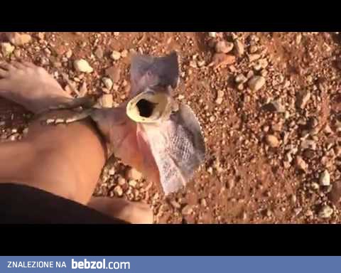 Połknę cie w całości frajerze