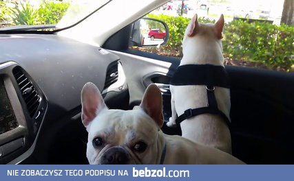 Podekscytowane buldogi francuskie