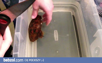 Otwieranie jajka hemiscylliidae