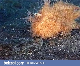 Jakiś wodny krzak zeżarł kawałek ziemi