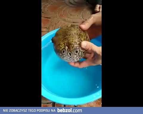 Ryba prezentuje nam swój system obronny