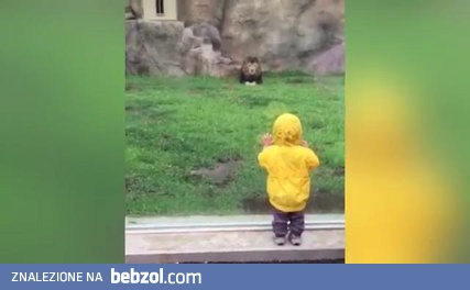 Lew rzucił się na chłopczyka w ZOO