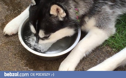 Husky pije wodę 