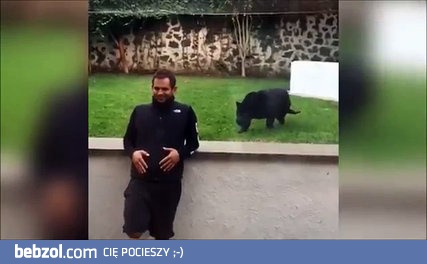 Pantera rzuca się na człowieka w zoo. Tym razem bez szyby