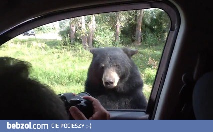 Niedźwiedź otwiera drzwi