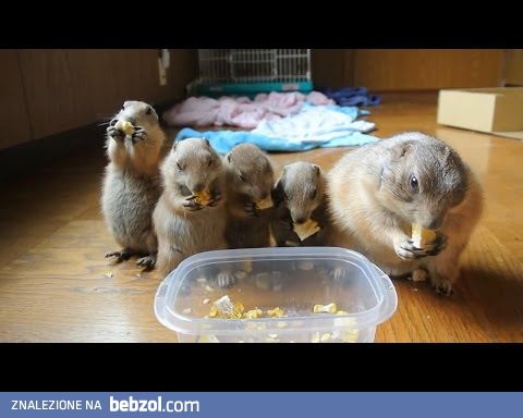 Pieski preriowe zapraszają na wspólne śniadanie