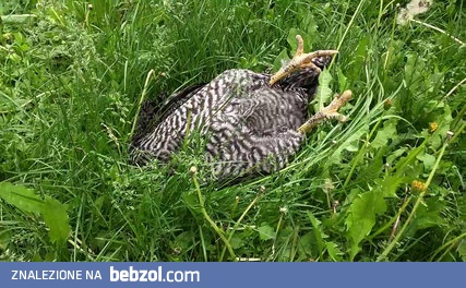 Kura przyłapana na spaniu w trawie