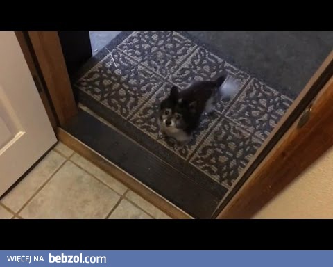 Jak dobrze wychować psa?