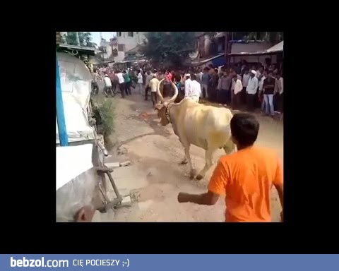 Krowa przeskakuje człowieka