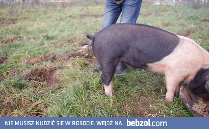 Jak wyprostować świni ogon