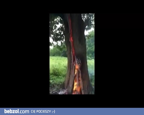 Drzewo po uderzeniu pioruna