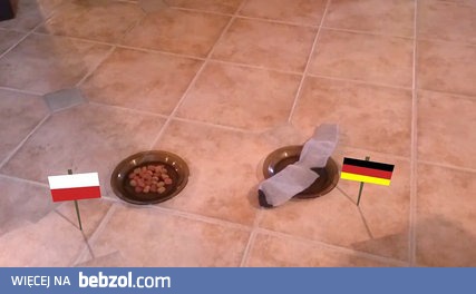 Pies Nelson przewiduje wynik Polska vs Niemcy - Euro 2016