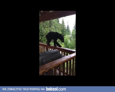 Niedźwiedź kaskader