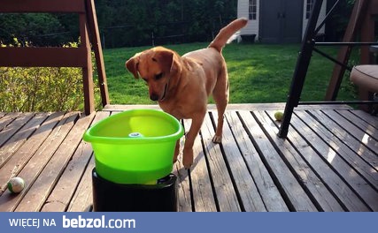 Pies co rzuca sobie piłkę przy pomocy maszyny