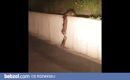 Szopy współpracują żeby pomóc mniejszemu we wspinaczce