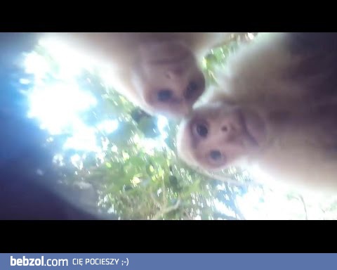 Małpa kradnie GoPro