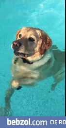 Pies pływający na chodząco w basenie