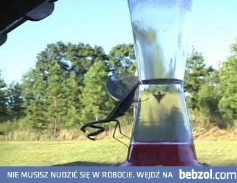 Modliszki – morderczynie kolibrów