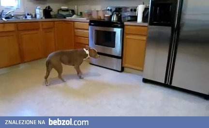 Różowy pasek i jej pies