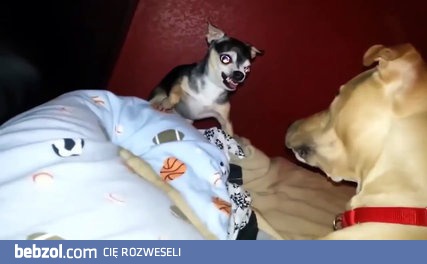 Ja do ciebie z sercem a ty do mnie z pyskiem, spadaj...