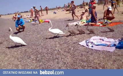 Łabędzia rodzina zmierzająca do wody na plaży