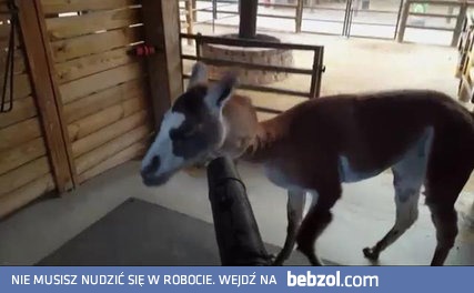 Lama i dmuchawa do liści