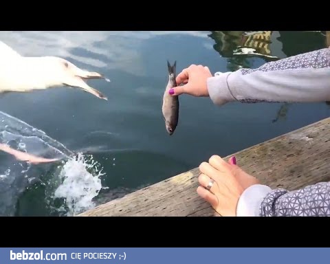 Mewa kradnie jedzenie