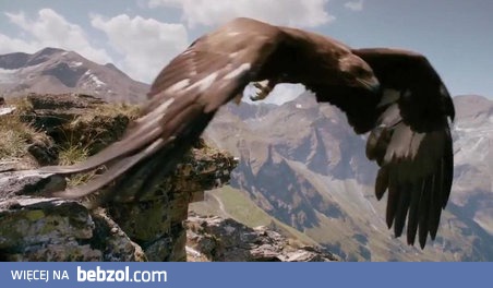 Extremalny downhill orła na kozicy północnej 