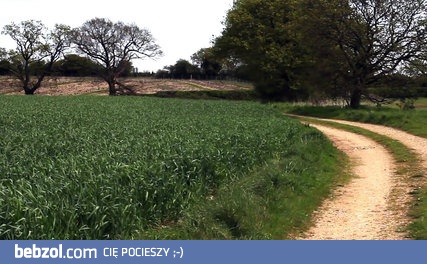 Pies skaczący w wysokiej trawie 