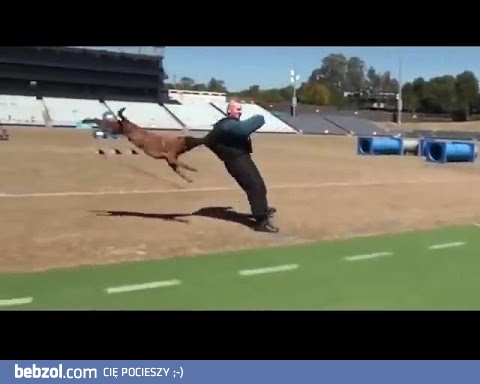 Pies policyjny w akcji