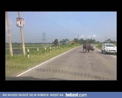 Nosorożec na drodze