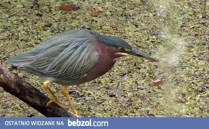 Czapla zielona i jej niezwykła długa szyja podczas polowania