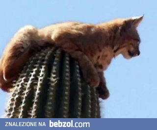 Ryś wypoczywający na bardzo wysokim i bardzo starym kaktusie