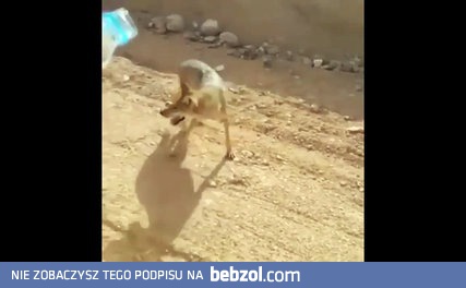 Woda dla wilka pustynnego