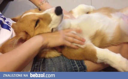 Bardzo zrelaksowany pies