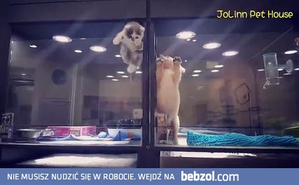 Sprytny kociak ucieka do swojego przyjaciela