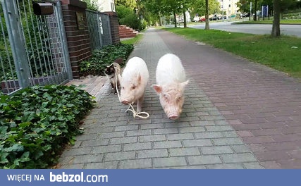 Kot na spacerze ze świńską rodziną