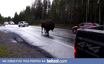 Bizon na drodze