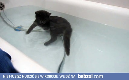 Kot który lubi pływać