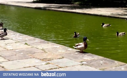 Czarny szukający guza